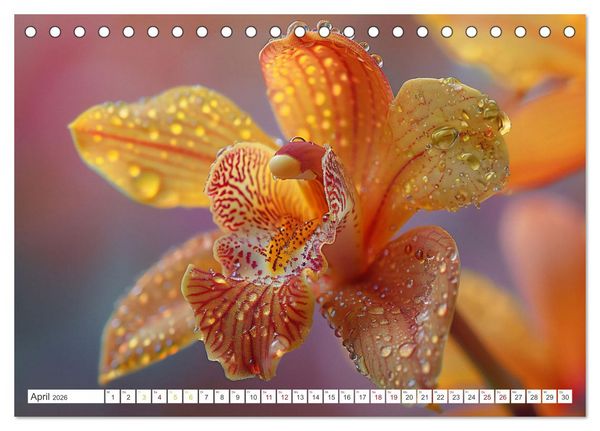 Produktbild: Orchideen - farbenfroh durchs Jahr (Tischkalender 2026 DIN A5 quer), CALVENDO Monatskalender