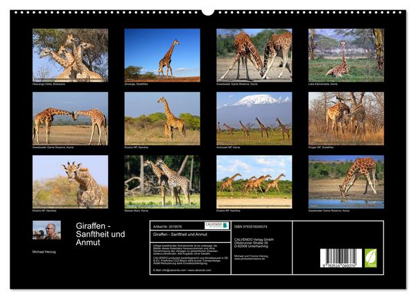 Produktbild: Giraffen - Sanftheit und Anmut (hochwertiger Premium Wandkalender 2026 DIN A2 quer), Kunstdruck in Hochglanz