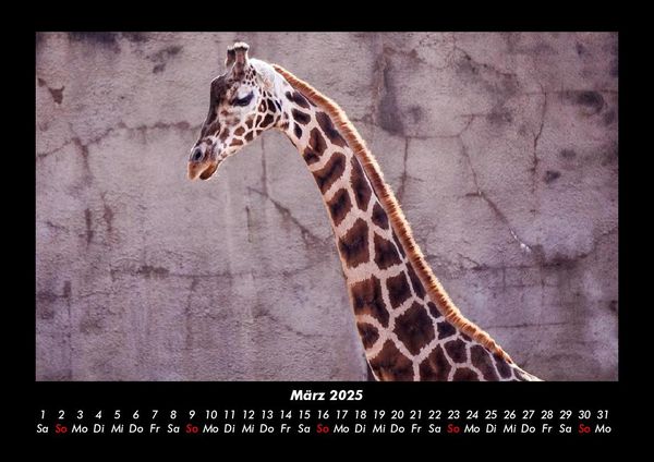 Produktbild: Giraffen 2025 Fotokalender DIN A3