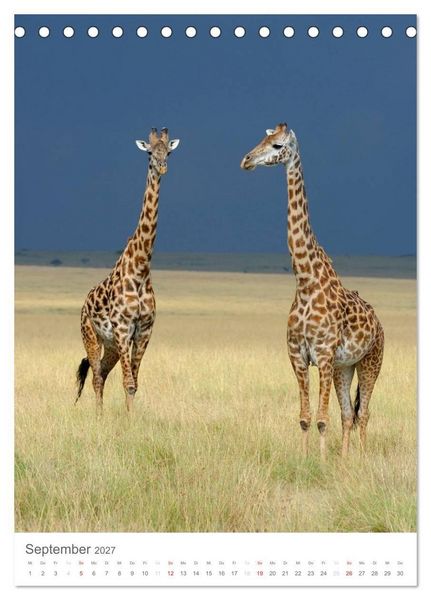 Produktbild: Magie des Augenblicks - Giraffen - Riesen der Savanne (Tischkalender 2027 DIN A5 hoch), CALVENDO Monatskalender