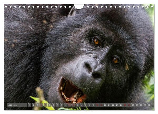 Produktbild: Gorillas ohne Nebel (Wandkalender 2026 DIN A4 quer), CALVENDO Monatskalender
