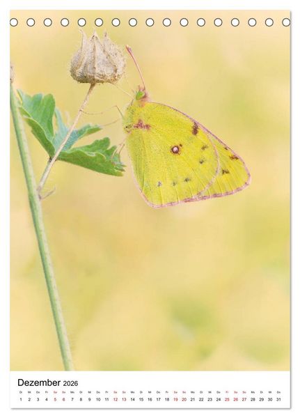 Produktbild: Insekten,Sch&ouml;nheiten der Natur (Tischkalender 2026 DIN A5 hoch), CALVENDO Monatskalender