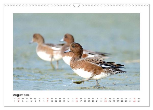 Produktbild: Geschnatter - Enten und G&auml;nse in Deutschland (Wandkalender 2026 DIN A3 quer), CALVENDO Monatskalender