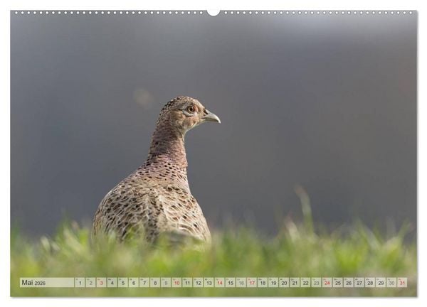 Produktbild: Emotionale Momente: Die Balz der Fasane / CH-Version (hochwertiger Premium Wandkalender 2026 DIN A2 quer), Kunstdruck in Hochglanz