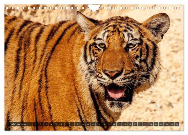 Produktbild: Raubkatzen. Wild, sch&ouml;n und kraftvoll (Wandkalender 2026 DIN A4 quer), CALVENDO Monatskalender