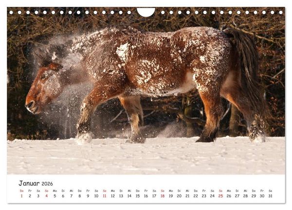 Produktbild: Kaltblut - schwere Pferde mit Herz (Wandkalender 2026 DIN A4 quer), CALVENDO Monatskalender