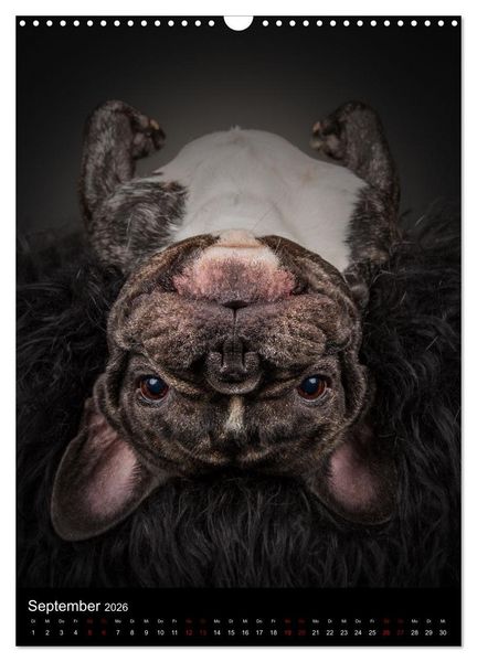 Produktbild: Bullyzauber - Franz&ouml;sische Bulldoggen (Wandkalender 2026 DIN A3 hoch), CALVENDO Monatskalender