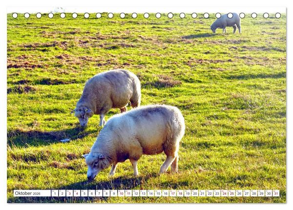 Produktbild: Am Elbdeich - Von Schiffen und Schafen (Tischkalender 2026 DIN A5 quer), CALVENDO Monatskalender