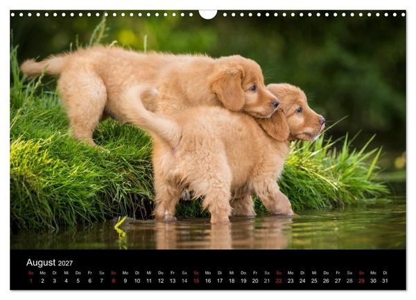 Produktbild: Toller - Nova Scotia Duck Tolling Retriever (Wandkalender 2027 DIN A3 quer), CALVENDO Monatskalender