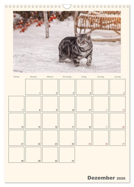 Produktbild: Schmusige Britisch Kurzhaar (Wandkalender 2026 DIN A3 hoch), CALVENDO Monatskalender