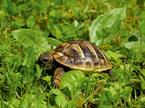 Produktbild: Griechisches Landschildkr&ouml;ten Baby (Puzzle)