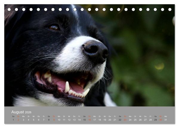 Produktbild: Graue Schnuten - Hunde in den besten Jahren (Tischkalender 2026 DIN A5 quer), CALVENDO Monatskalender