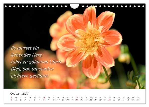 Produktbild: Dahlien Poesie (Wandkalender 2026 DIN A4 quer), CALVENDO Monatskalender