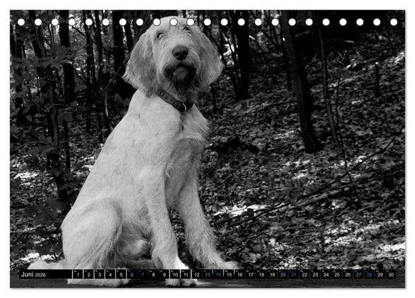 Produktbild: Carissimo Spinone Italiano (Tischkalender 2026 DIN A5 quer), CALVENDO Monatskalender