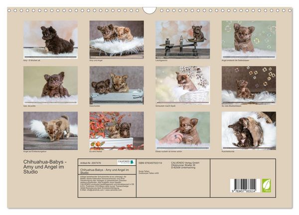 Produktbild: Chihuahua-Babys - Amy und Angel im Studio (Wandkalender 2026 DIN A3 quer), CALVENDO Monatskalender
