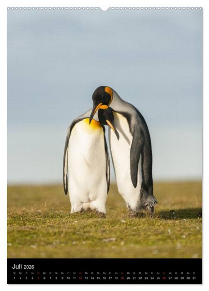 Produktbild: Pinguine - Wackeln im Thermo-Frack (hochwertiger Premium Wandkalender 2026 DIN A2 hoch), Kunstdruck in Hochglanz