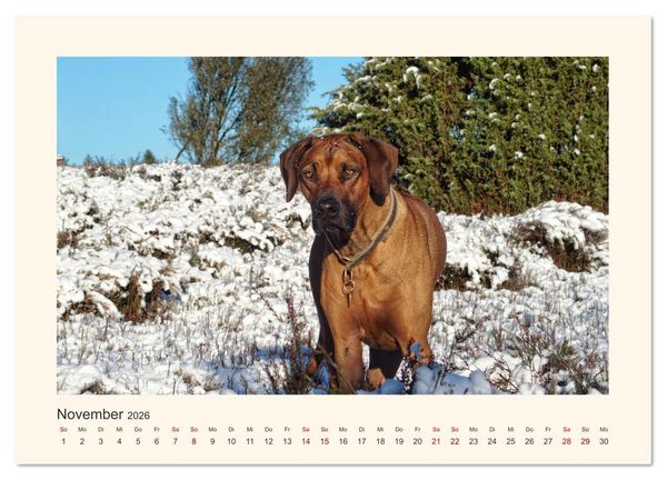 Produktbild: Rhodesian Ridgeback Power aus S&uuml;dafrika (hochwertiger Premium Wandkalender 2026 DIN A2 quer), Kunstdruck in Hochglanz