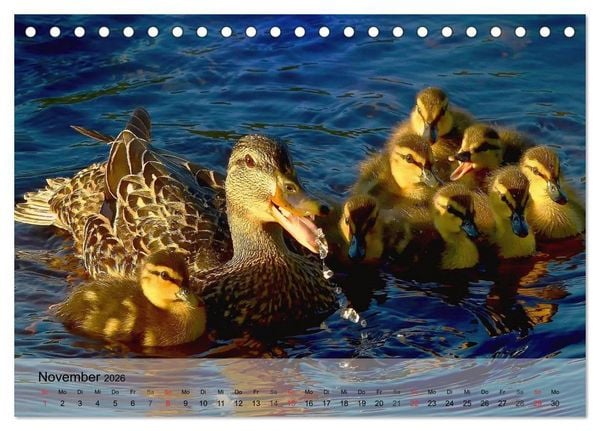 Produktbild: G&auml;nse und Enten. Schnattern, watscheln, quaken! (Tischkalender 2026 DIN A5 quer), CALVENDO Monatskalender