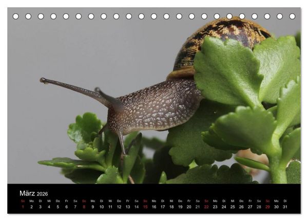 Produktbild: Lautlose Begleiter - Schnecken (Tischkalender 2026 DIN A5 quer), CALVENDO Monatskalender