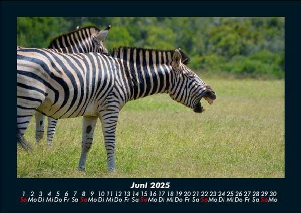 Produktbild: Welt der Tiere 2025 Fotokalender DIN A5