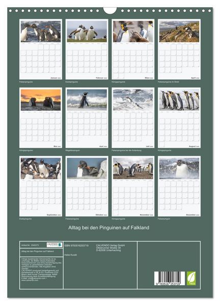 Produktbild: Alltag bei den Pinguinen auf Falkland (Wandkalender 2026 DIN A3 hoch), CALVENDO Monatskalender