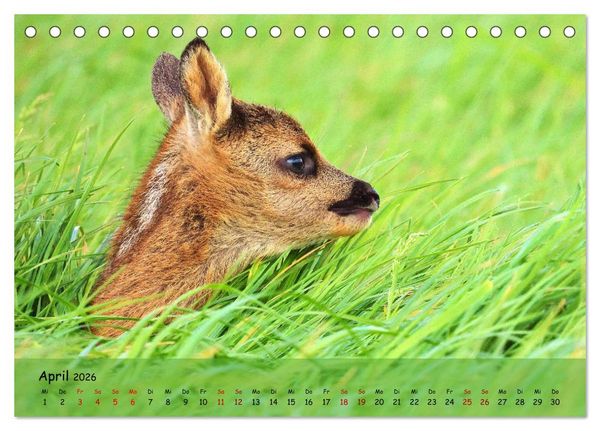 Produktbild: Wilder Nordosten - Aug in Aug mit Tieren der Ostseeregion (Tischkalender 2026 DIN A5 quer), CALVENDO Monatskalender