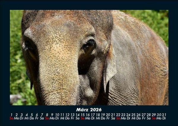 Produktbild: Elefanten - Die sanften Riesen Afrikas 2026 Fotokalender DIN A5