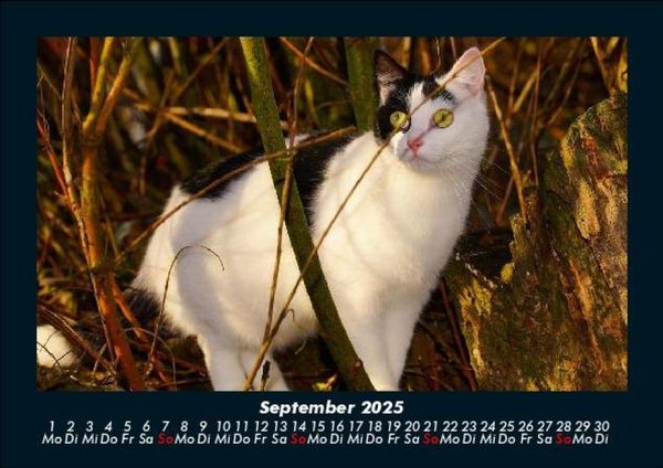 Produktbild: F&uuml;r Katzenfreunde 2025 Fotokalender DIN A5