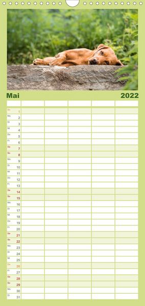 Produktbild: Familienplaner Labrador Trio - 3 Farben, 3 Freunde (Wandkalender 2022 , 21 cm x 45 cm, hoch)