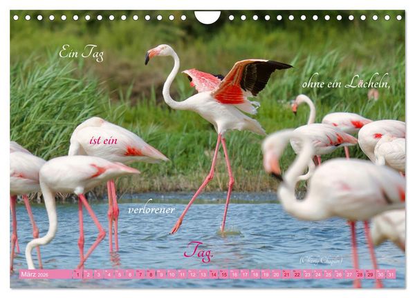 Produktbild: The Power Of Pink (Wandkalender 2026 DIN A4 quer), CALVENDO Monatskalender