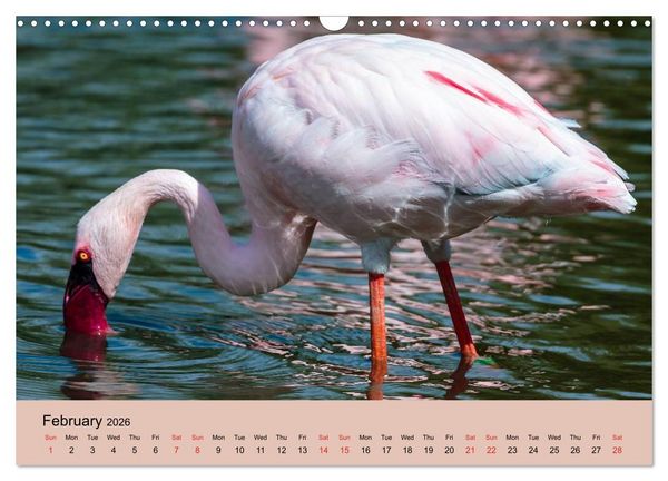 Produktbild: Just Flamingos (Wall Calendar 2026 DIN A3 landscape), CALVENDO 12 Month Wall Calendar