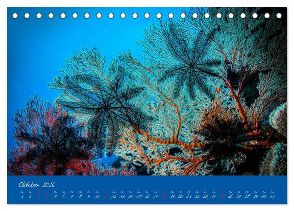 Produktbild: Meer sehen - Abenteuer Tauchen (Tischkalender 2026 DIN A5 quer), CALVENDO Monatskalender