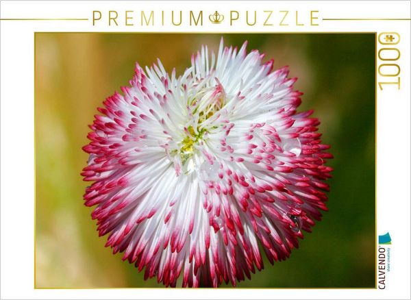 Produktbild: CALVENDO Puzzle Bellis mit Wassertropfen | 1000 Teile Lege-Gr&ouml;&szlig;e 64x48cm Foto-Puzzle f&uuml;r gl&uuml;ckliche Stunden