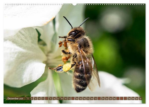 Produktbild: BIENEN - Kleine N&uuml;tzlinge ganz gro&szlig; (Wandkalender 2026 DIN A2 quer), CALVENDO Monatskalender