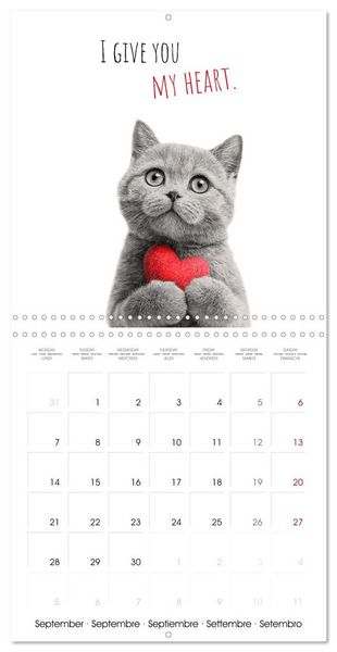 Produktbild: Purrfectly Cool Cats (Wall Calendar 2026 12 &times; 12 Inch) CALVENDO 12 Month Wall Calendar