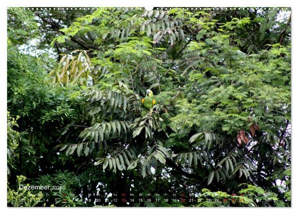 Produktbild: Blaustirnamazonen - Papageien in Paraguay (hochwertiger Premium Wandkalender 2026 DIN A2 quer), Kunstdruck in Hochglanz