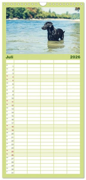 Produktbild: Familienplaner 2026 - Faszination Labrador - gelb, foxred, schwarz mit 5 Spalten (Wandkalender, 21 x 45 cm) CALVENDO