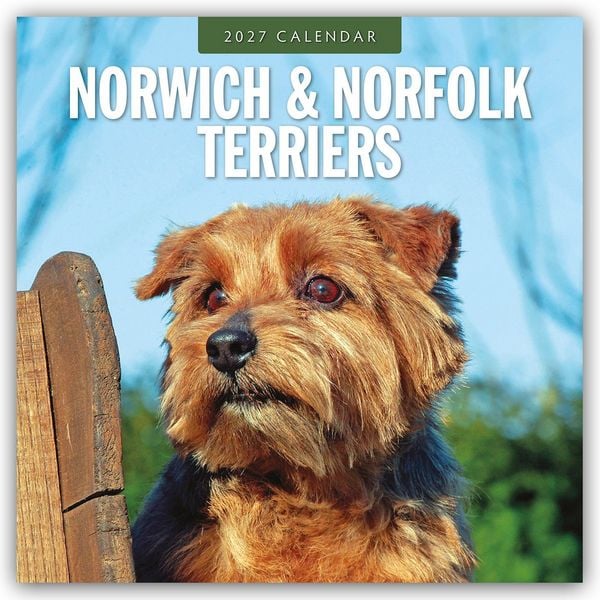 Norwich Terrier und Norfolk Terrier 2027 – 16-Monatskalender