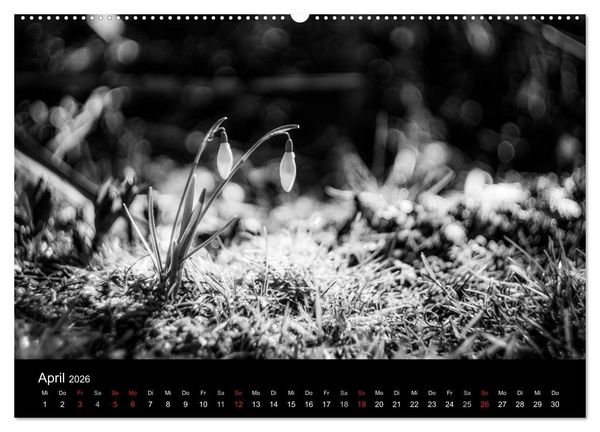 Produktbild: Monochrom 2026 (Wandkalender 2026 DIN A2 quer), CALVENDO Monatskalender