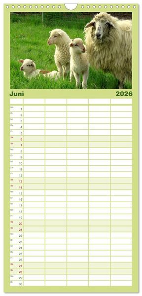 Produktbild: Familienplaner 2026 - Sch&auml;fchen z&auml;hlen - mit Schafen durchs Jahr mit 5 Spalten (Wandkalender, 21 x 45 cm) CALVENDO