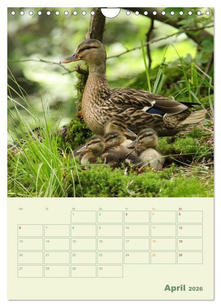 Produktbild: Waldmomente (Wandkalender 2026 DIN A4 hoch), CALVENDO Monatskalender