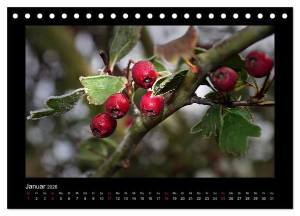 Produktbild: Rot (Tischkalender 2026 DIN A5 quer), CALVENDO Monatskalender
