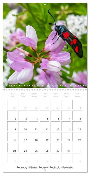 Produktbild: Natural beauty. Close-up insects (Wall Calendar 2026 12 &times; 12 Inch) CALVENDO 12 Month Wall Calendar