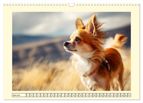 Produktbild: Reizende Chihuahuas. Winzige Hunde mit riesigem Ego und Grips (Wandkalender 2026 DIN A3 quer), CALVENDO Monatskalender