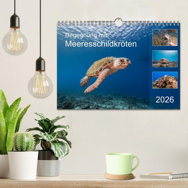 Produktbild: Begegnung mit Meeresschildkr&ouml;ten (Wandkalender 2026 DIN A4 quer), CALVENDO Monatskalender