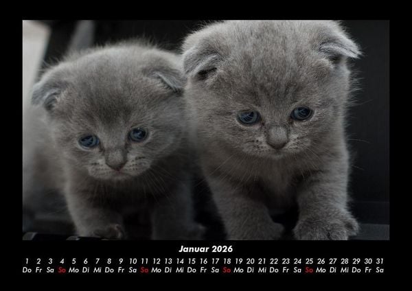 Produktbild: F&uuml;r Katzenfreunde 2026 Fotokalender DIN A3