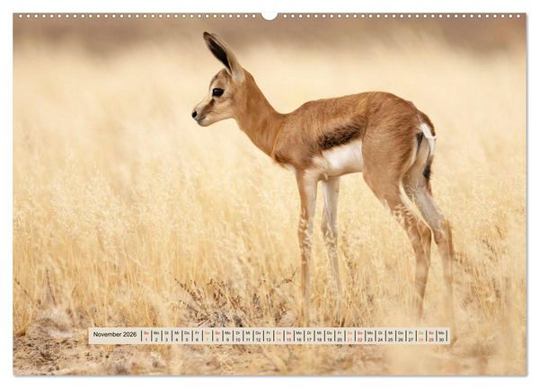 Produktbild: Kgalagadi-Durstland (hochwertiger Premium Wandkalender 2026 DIN A2 quer), Kunstdruck in Hochglanz