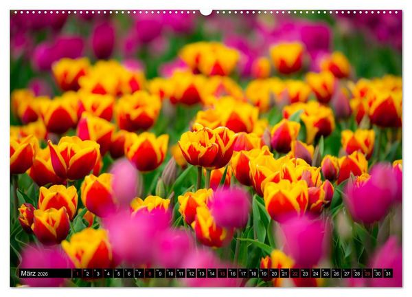 Produktbild: Kleine Blumen ganz gro&szlig; (hochwertiger Premium Wandkalender 2026 DIN A2 quer), Kunstdruck in Hochglanz