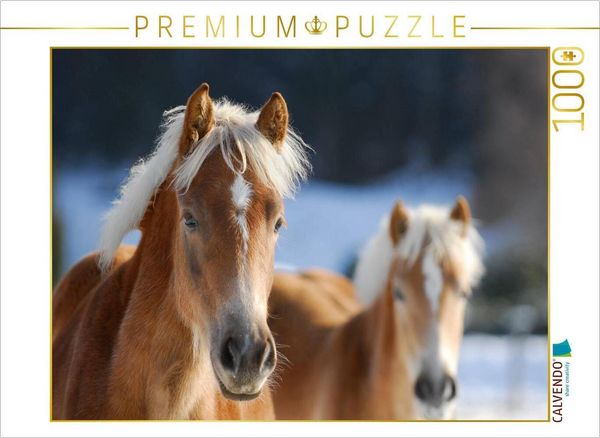 Produktbild: CALVENDO Puzzle Haflinger | 1000 Teile Lege-Gr&ouml;&szlig;e 64x48cm Foto-Puzzle f&uuml;r gl&uuml;ckliche Stunden