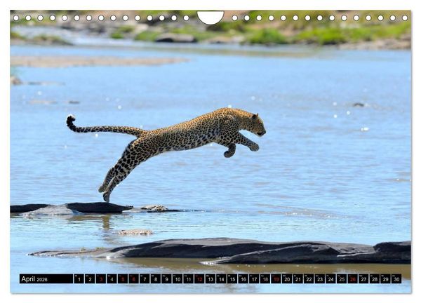 Produktbild: Faszination Afrika: Der Leopard (Wandkalender 2026 DIN A4 quer), CALVENDO Monatskalender